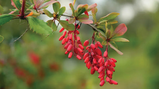 Berberine's Remarkable Impact on Metabolic Health: A Deep Dive into Its Multi-Faceted Benefits