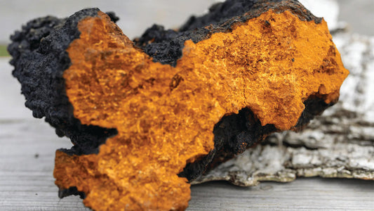 7 Benefits of Chaga: A Guide