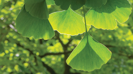 Ginkgo Biloba: An Ancient Herb with Modern Significance